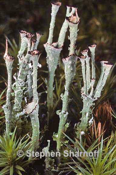 cladonia gracilis turbinata 10 graphic