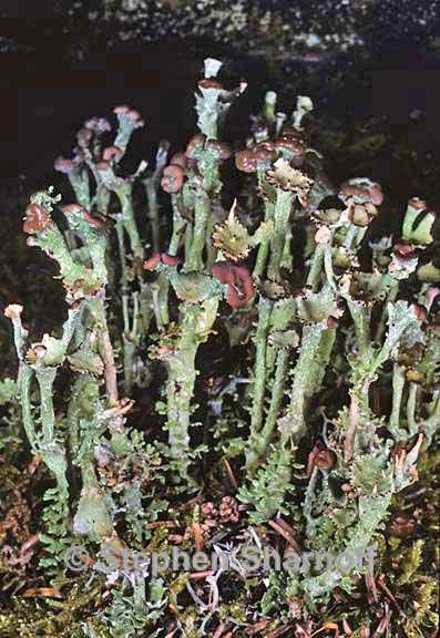 cladonia gracilis turbinata 7 graphic