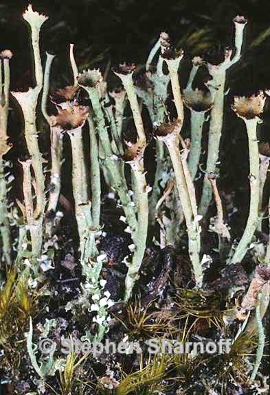 cladonia gracilis turbinata 8 graphic