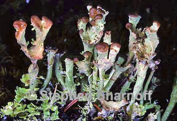 cladonia gracilis turbinata 9 graphic