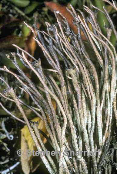 cladonia gracilis vulnerata graphic