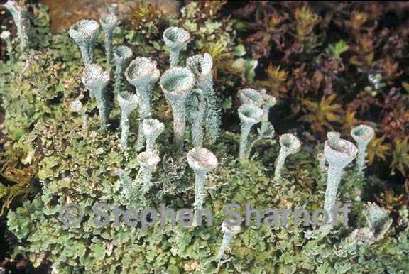 cladonia grayi 1 graphic