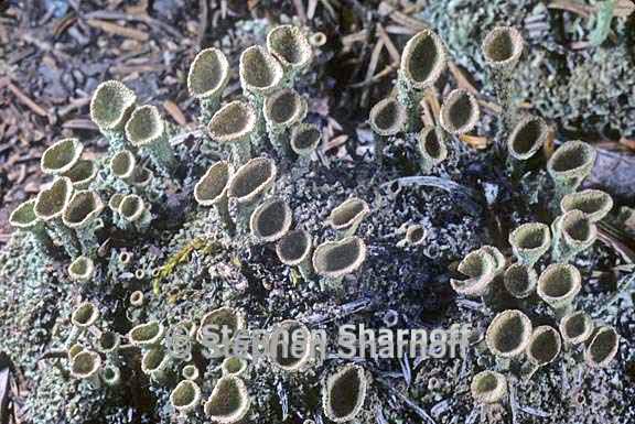 cladonia grayi 10 graphic