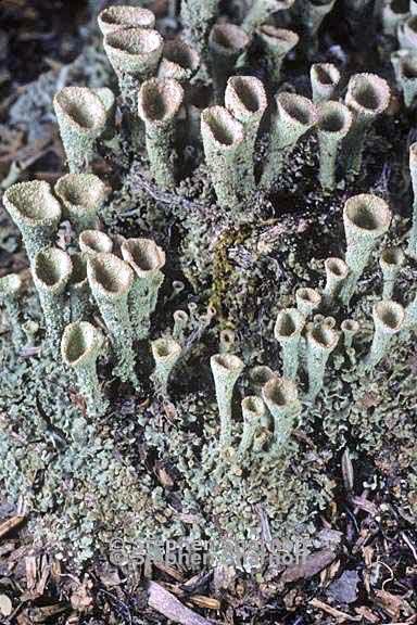 cladonia grayi 11 graphic