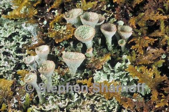 cladonia grayi 2 graphic