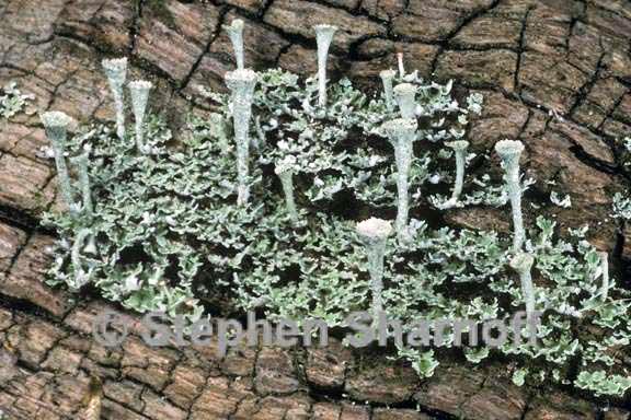 cladonia grayi 3 graphic