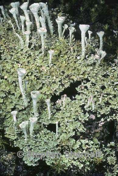 cladonia grayi 4 graphic