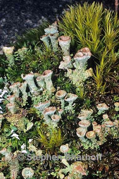 cladonia grayi 6 graphic