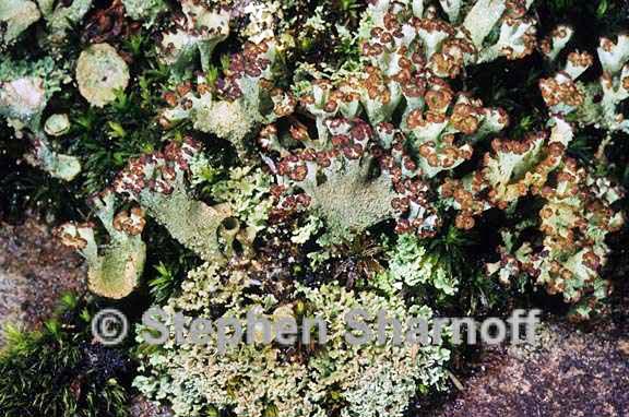 cladonia grayi 7 graphic