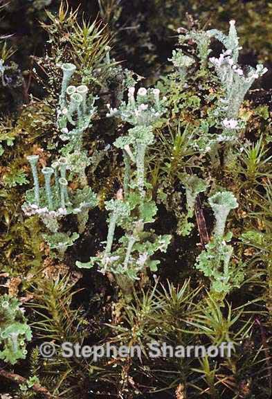 cladonia grayi 8 graphic