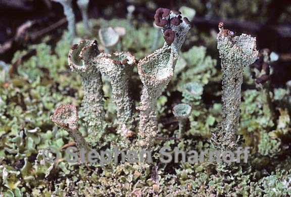 cladonia grayi 9 graphic