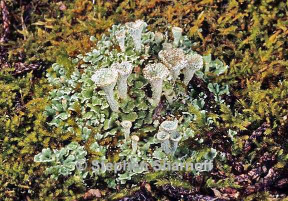 cladonia homosekikaica graphic