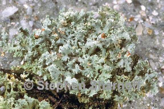 cladonia hypoxantha graphic