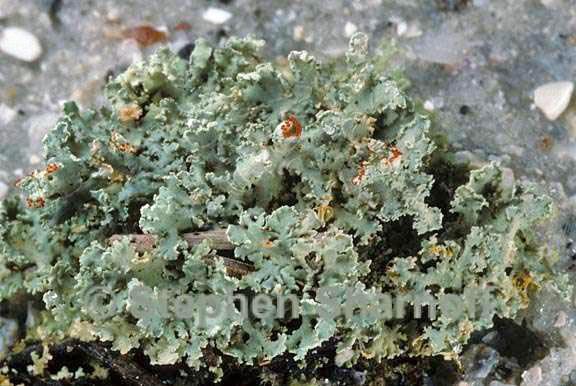 cladonia hypoxantha 2 graphic