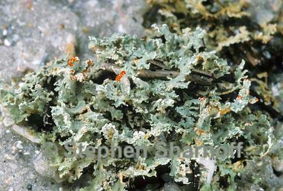 cladonia hypoxantha 3 graphic