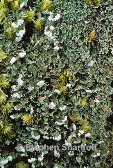 cladonia incrassata 2 graphic