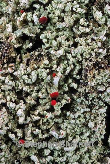 cladonia incrassata 3 graphic