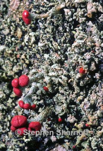 cladonia incrassata 5 graphic