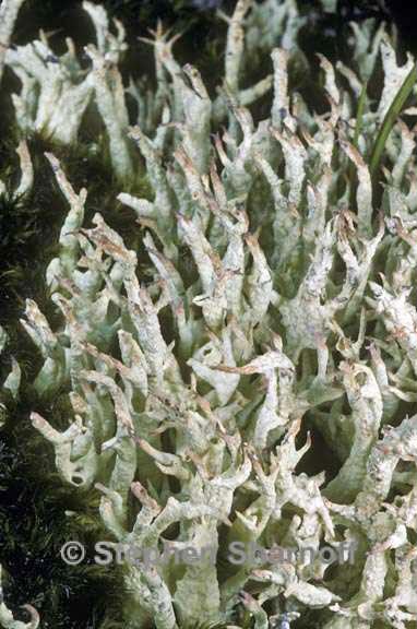 cladonia kanewskii 2 graphic