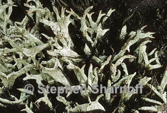 cladonia kanewskii 3 graphic