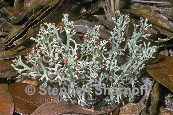 cladonia leporina 1 graphic