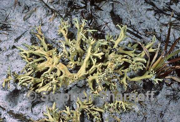 cladonia leporina 10 graphic