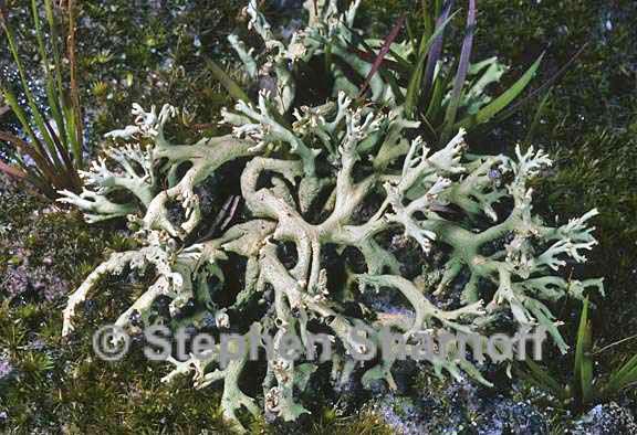 cladonia leporina 11 graphic