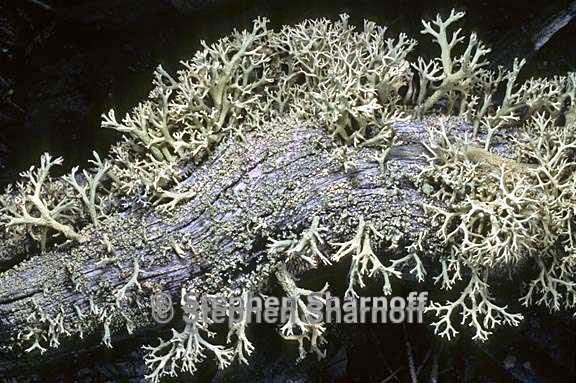 cladonia leporina 12 graphic