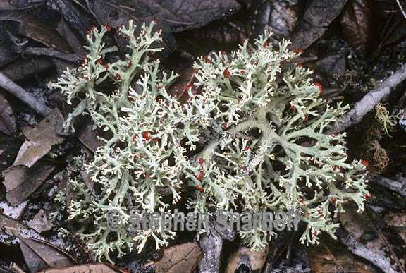 cladonia leporina 13 graphic