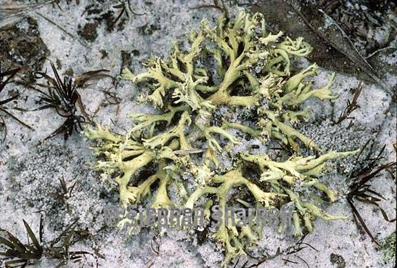 cladonia leporina 15 graphic