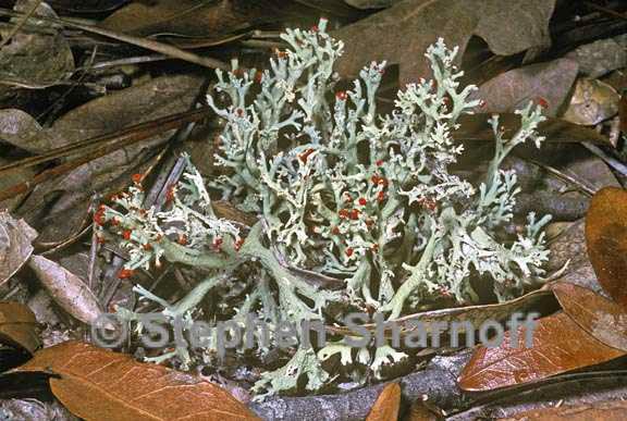 cladonia leporina 2 graphic