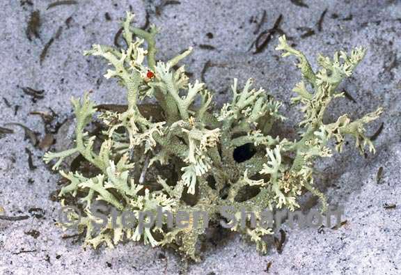 cladonia leporina 3 graphic