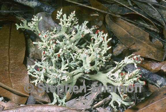 cladonia leporina 4 graphic