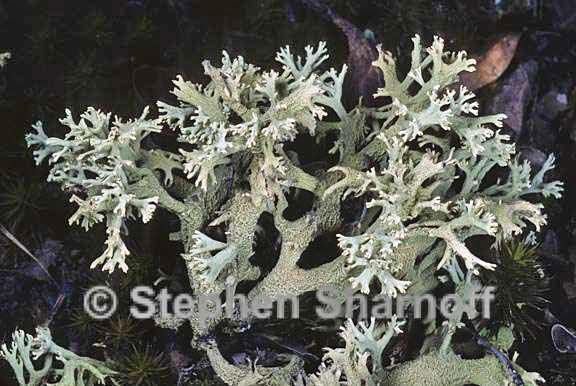 cladonia leporina 6 graphic