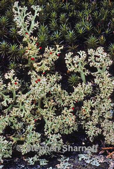 cladonia leporina 7 graphic