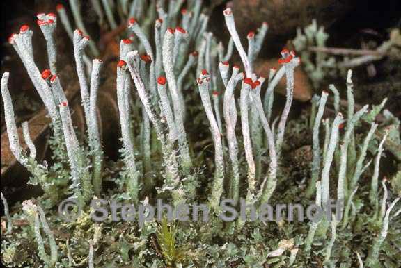 cladonia macilenta 1 graphic