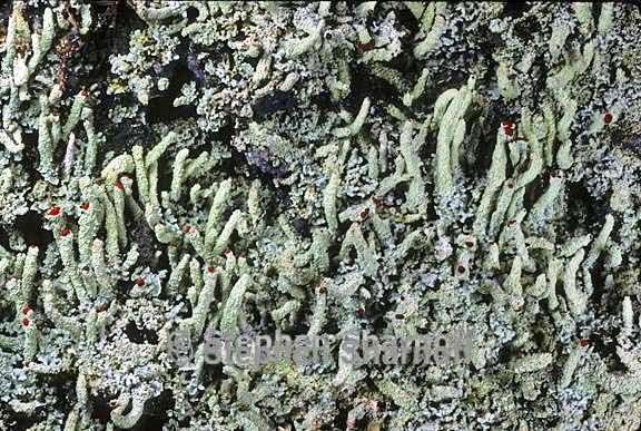 cladonia macilenta 10 graphic