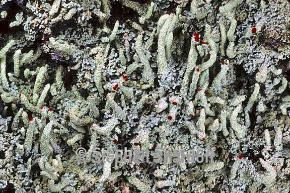 cladonia macilenta 11 graphic