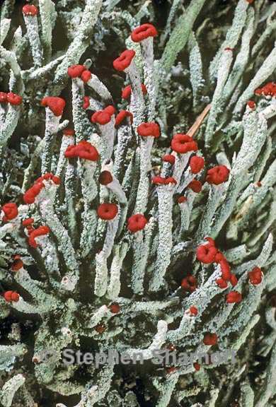 cladonia macilenta 2 graphic