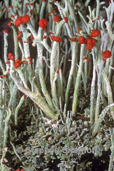 cladonia macilenta 3 graphic