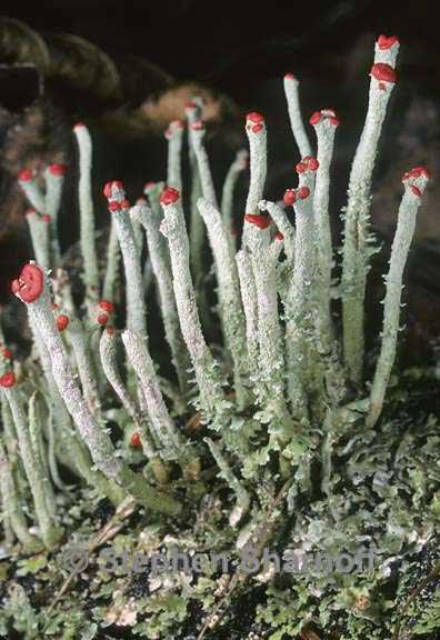 cladonia macilenta 4 graphic