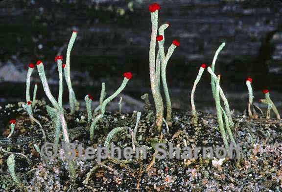 cladonia macilenta 5 graphic