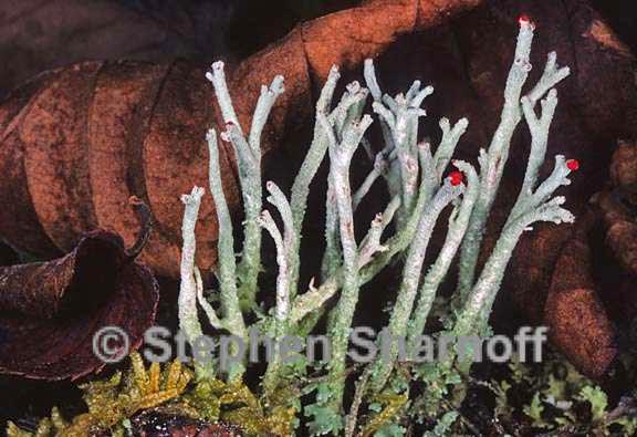 cladonia macilenta 6 graphic