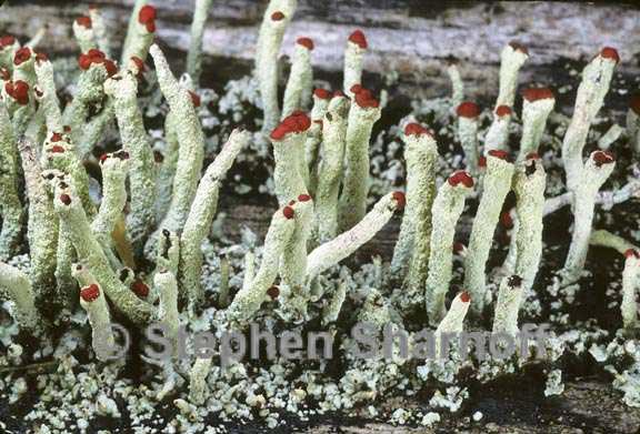 cladonia macilenta 7 graphic