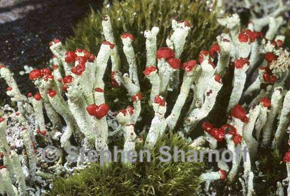 cladonia macilenta 8 graphic