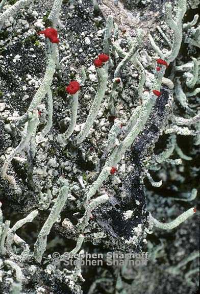 cladonia macilenta sensu stricto graphic