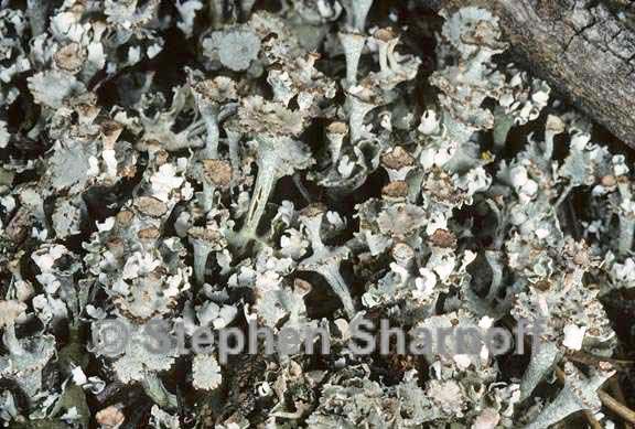 cladonia macrophyllodes graphic