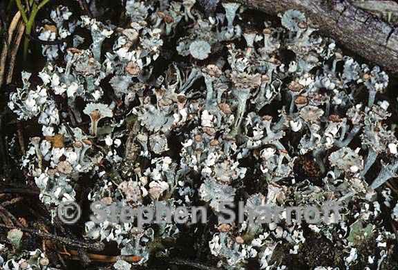 cladonia macrophyllodes 2 graphic