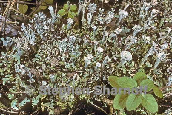 cladonia magyarica graphic