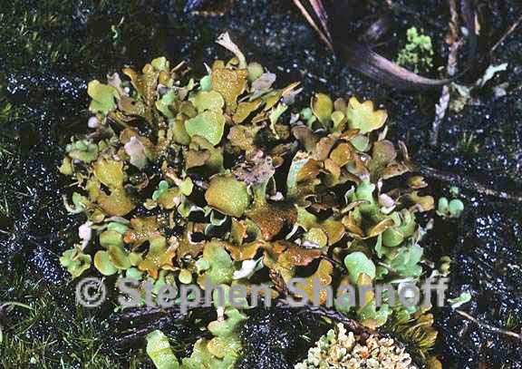 cladonia mateocyatha 5 graphic